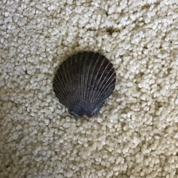 Dark Shell Decor - Picture 2 of 4